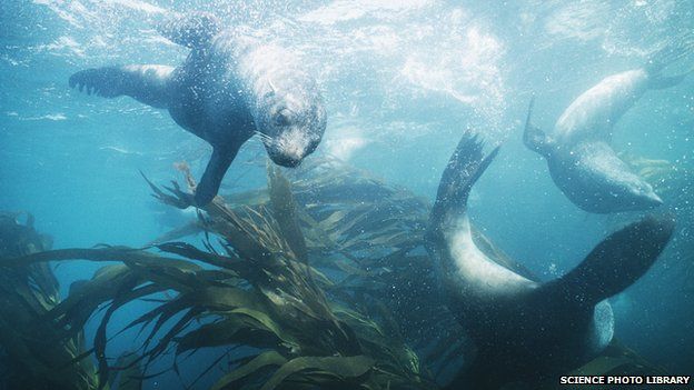 South American Fur Seal, Argentina (Arctocephalus australis)