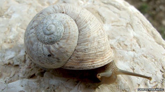 Iberus Alonensis snail