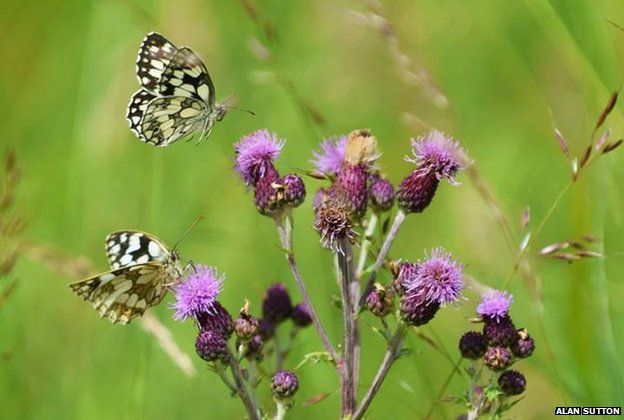 In Pictures: New Forest Photo Competition Winners - Bbc News