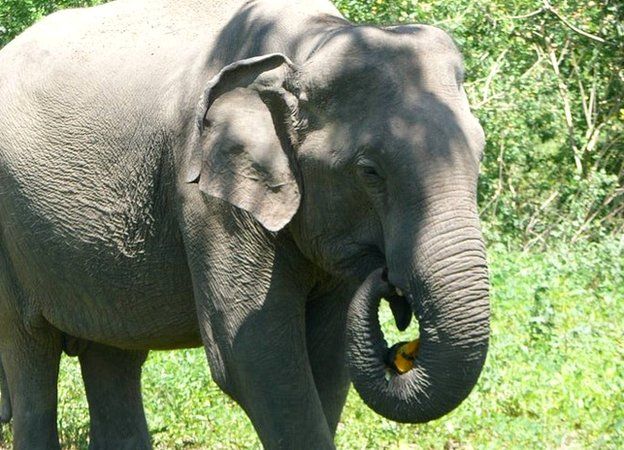 Elephant eating palmyra fruit