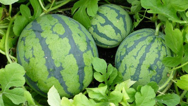 Watermelons at S&A Produce