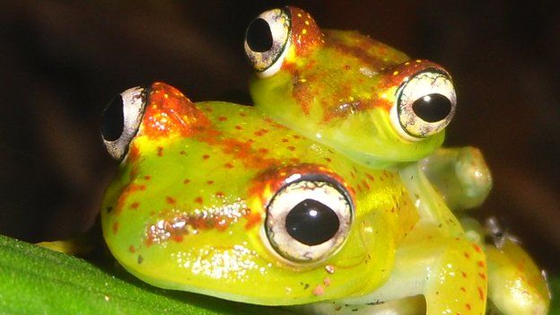 The 'boophis ankarafensis' tree frog