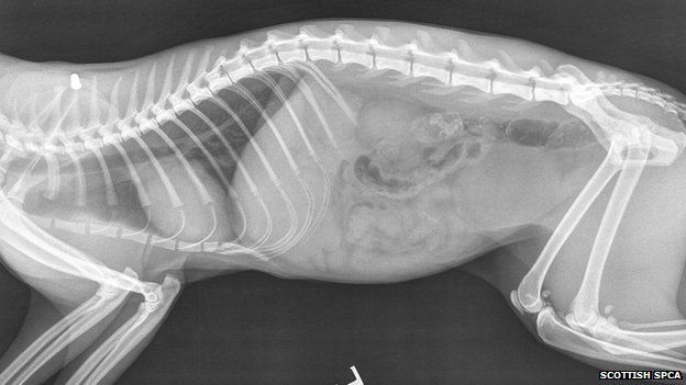 X-ray showing airgun pellet