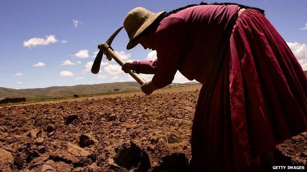Paulina Momoni tills a field before planting December 12, 2005 in Curva, Bolivia.