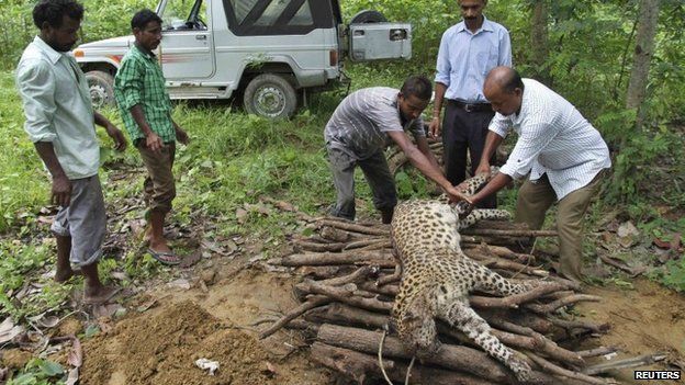 Forest officials prepare a pyre for a dead male leopard at Jorhat in the northeastern Indian state of Assam August 11, 2014. A local forest official said a group of tea workers killed the leopard on Sunday after it had attacked them, injuring four people.