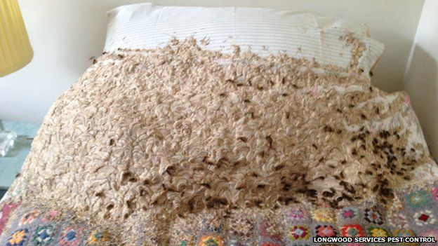 Wasps on bed