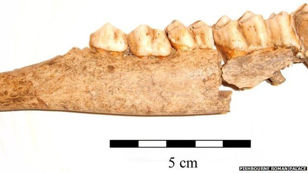 Ancient animal bones