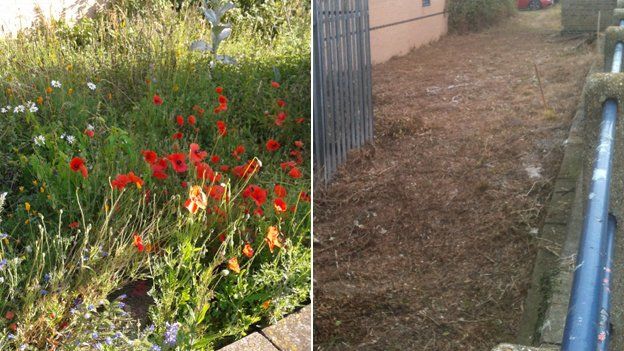 Poppy garden before and after being destroyed