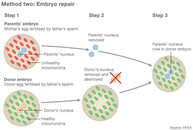 Embryo repair graphic