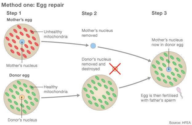 Egg repair graphic