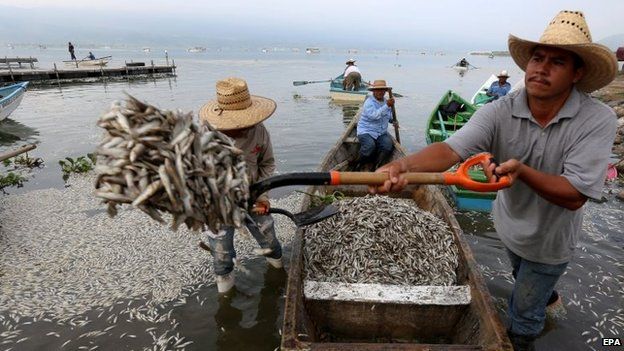 Local remove dead fish from Cajititlan lake on 31 August 2014