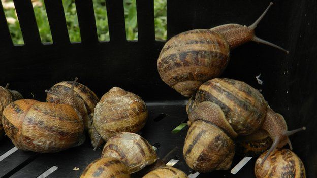 Snails being harvested from Mr Gugumuck's field