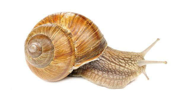 Hermaphrodite snail named after marriage equality - BBC News Hermaphrodite snail named after marriage equality - BBC News