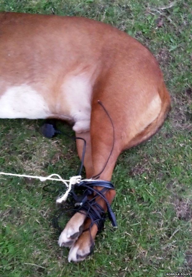 Dog rescued after being 'hogtied' in Norwich park BBC News