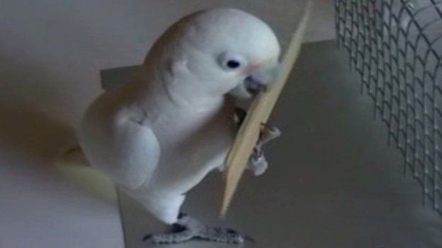 Cockatoo stripping a tool from a block of wood (c) A Auersperg
