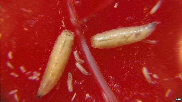 Maggot, Definition, Description, Fly, Food, Medicine, & Facts