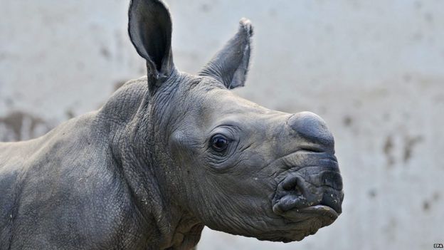 Zoo welcomes baby white rhino - BBC Newsround