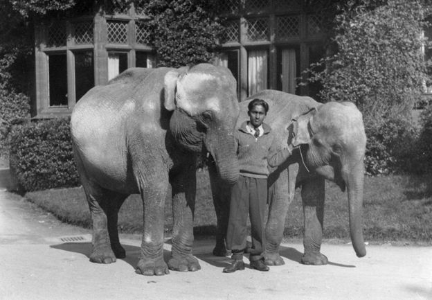 During the war, travelling elephants with their mahout, Kay, took refuge at Chester Zoo