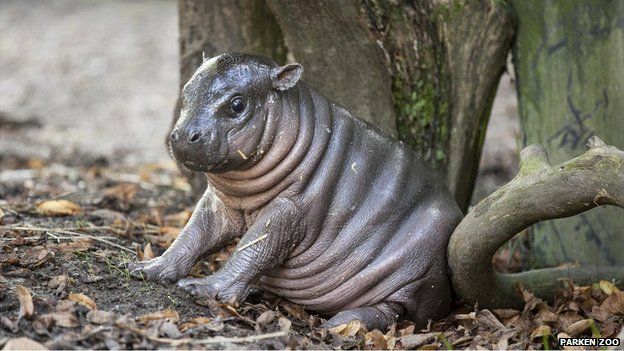 Olivia is a new-born hippopotamus in Parken Zoo, Sweden