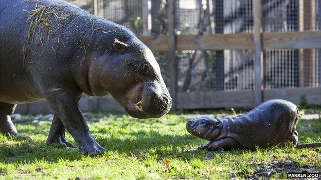 Olivia is a new-born hippopotamus in Parken Zoo, Sweden