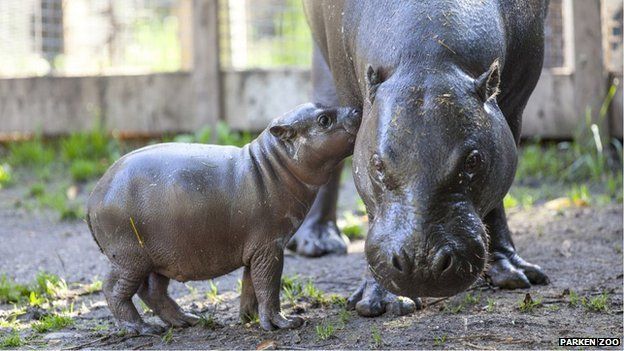 Olivia is a new-born hippopotamus in Parken Zoo, Sweden