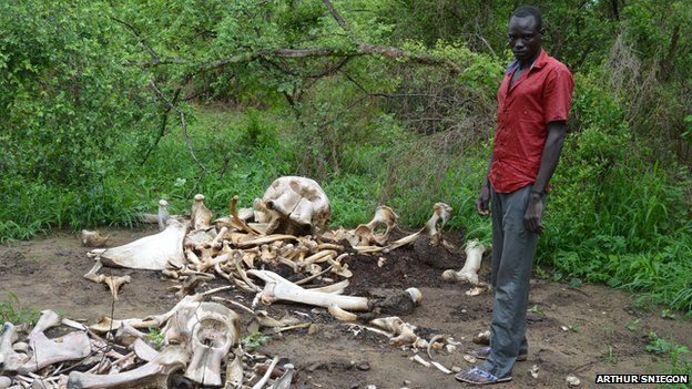 man stands by elephant bones