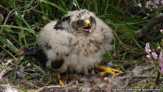 Birds of prey  Derbyshire Wildlife Trust