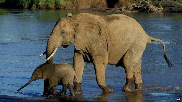 an elephant mother and baby