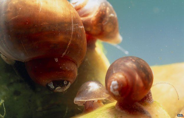 Snails carry the schistosomiasis parasite