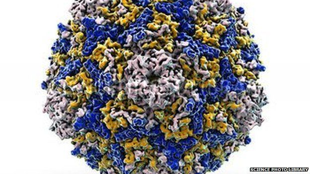 Enterovirus particle artwork