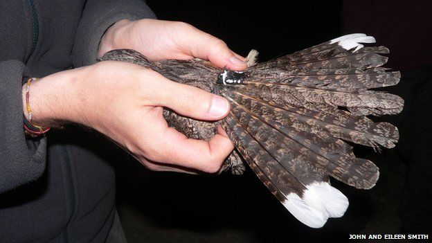 Nightjar being tagged with a transmitter