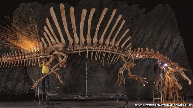 Реконструкция спинозавра в натуральную величину