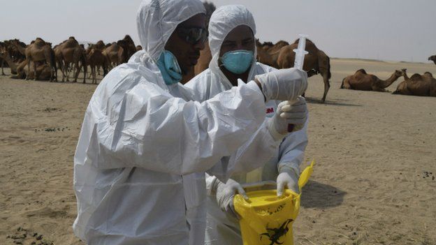 Scientists testing camels