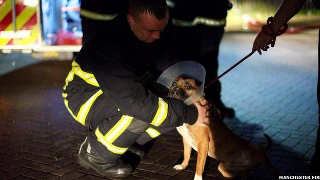 One of the rescued dogs with a firefighter