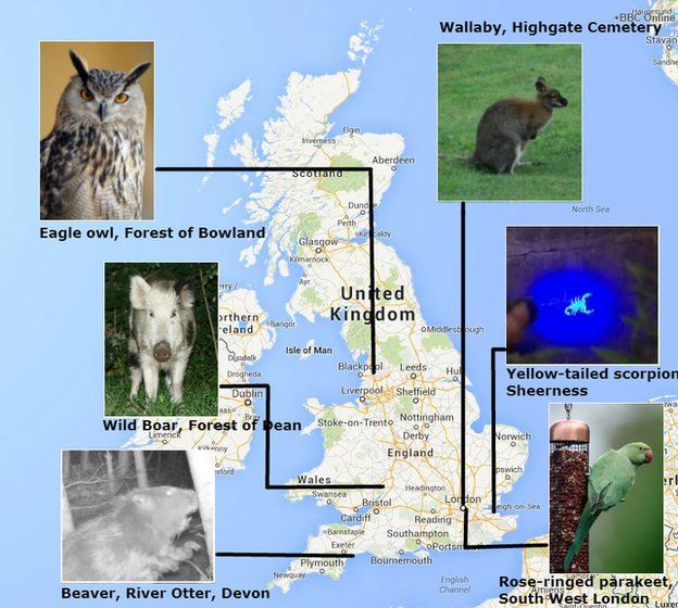 Aliens among us: What strange species are making England home? - BBC News