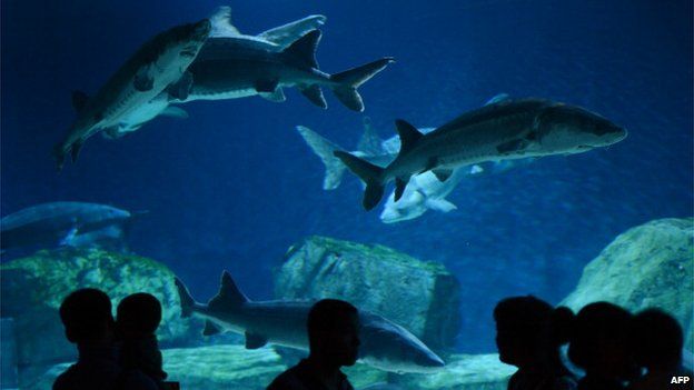 People view sturgeon fish at the Beijing Aquarium on 30 May 2012.