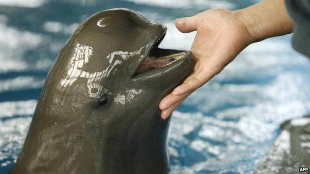 This file picture taken on 9 November 2006 shows a keeper playing with a finless porpoise, a cousin of the baiji dolphin and one of five in Wuhan Baji Aquarium.