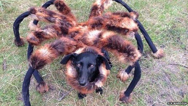 Chica the dog dressed as a giant spider