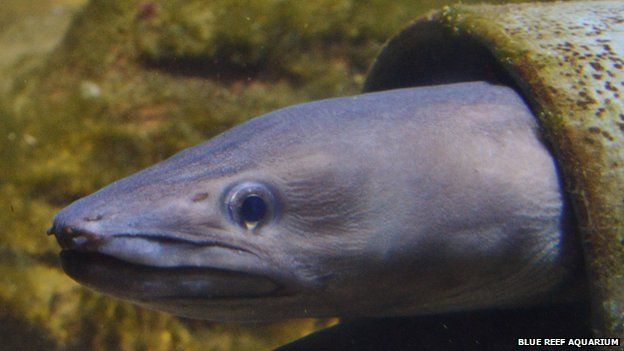 The eel which was dumped at the Blue Reef Aquarium