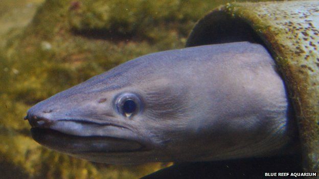 giant conger eel