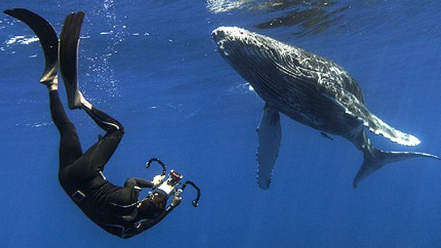Researcher swimming with a humpback whale