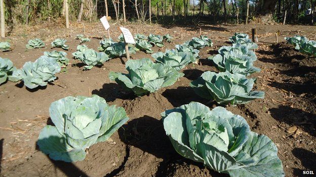 Leafy crops using human waste as compost