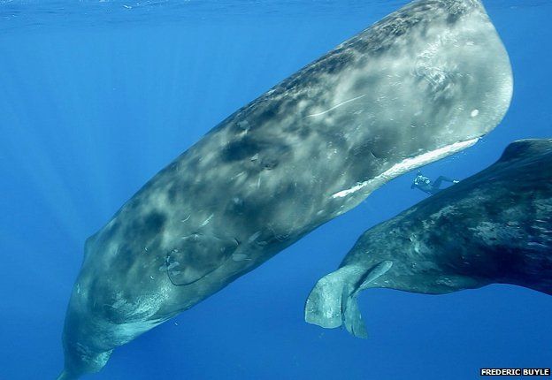 Sperm whales and a person