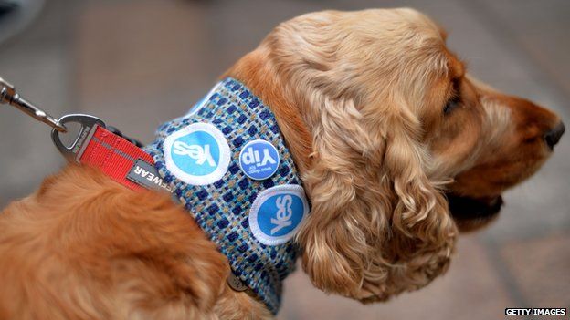 Dog wearing Yes badges