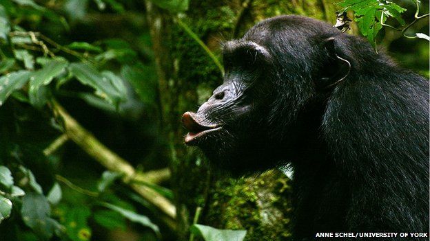 chimpanzee vocalising