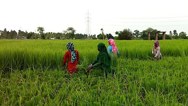 Women harvesting rice in the paddy fields