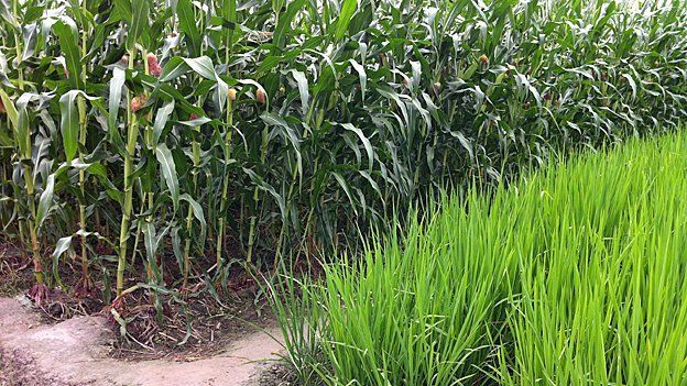 Maize and rice now grow side by side in the area