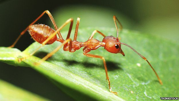 An ant on a leaf