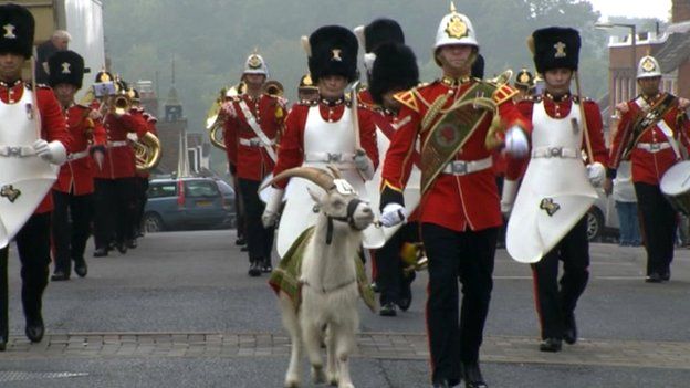 goat and parade