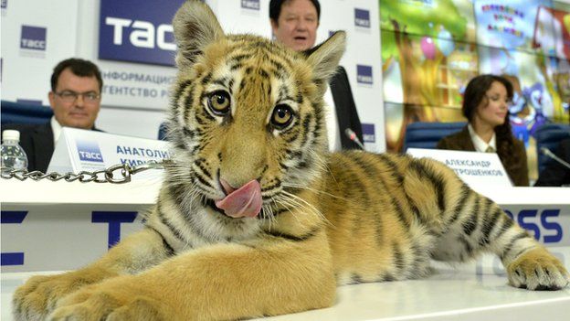 Amur tiger at TV presentation, 22 Sep 14